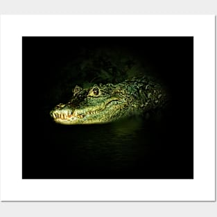 Dwarf crocodile Posters and Art